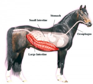 What is Colitis? - Brindabella Equine Mobile Veterinary Service