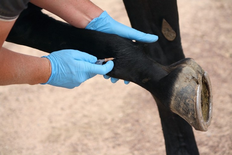 Lameness Evaluation Brindabella Equine Mobile Veterinary Service